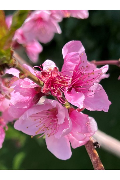 Нектарин ‘Лола’